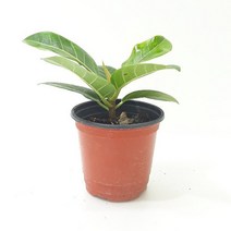 뱅갈고무나무(소) 실내공기정화식물 공기청정식물, 본상품선택