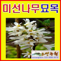 (G소망)미선나무묘목(수고60센치) 2그루