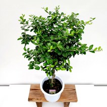 꽃나무팜 올리브나무 외목대 평화의상징 공기정화식물