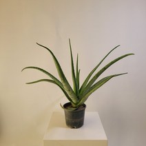 실내공기정화식물 알로에 정원 베라 알로애 40-60cm 119, 1개