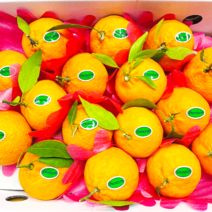 고당도 제주도 농장직송 탐라향 소과 혼합과 3kg 5kg 10kg, [가정용] 소과(S) 5kg