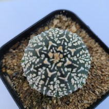 [메카다육]59-1116 선인장 슈퍼투구 (국내실생) 화분포함 다육식물