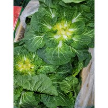 <도도> 싱싱한 국내산 진도 완도 봄동 10kg 박스 #품질보증#” class=”wr-img”></a></div></p></div></p></div></p></div><div class=