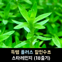 스타레인지 (18줄기)