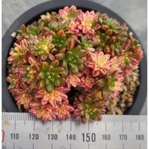 (보나다육) 소인제금 다육 ㅡ 예쁜 국민 다육이 키우기