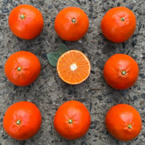 제주 홍매향 3kg 5kg 홍미향 동백향 썬레드 미화향 미야하 홍귤 가정용 선물세트, 3kg (선물세트)
