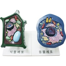 동 식물세포 모형, 동물세포모형