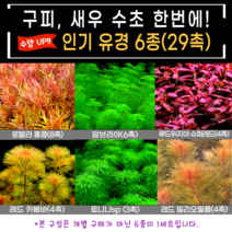 유경수초 6종(29촉) 구피 새우 수초 어항 입문자 초보 쉬운 붉은 아름다운 은신처