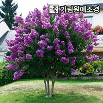 배롱나무 자엽배롱나무 백일홍, 배롱나무 자금령 삽목2년(2개세트)