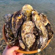 통영 석화 10kg 5kg 각굴, 석화5kg