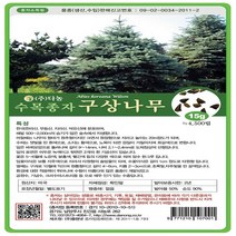 구상나무15g