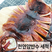 [버터 고추장 증정] 반건조 오징어 피데기 10미, 소 700g 10미