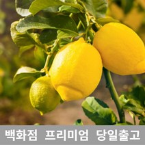 [특등급선별] 레몬 2.5kg 레몬청만들기 레몬효능 레몬나무 레몬차효능 제주레몬 레몬물 레몬녹차 레몬수 유기농레몬 무농약레몬 썬키스트레몬 팬시레몬 레몬다이어트 레몬먹는법 레몬의효능