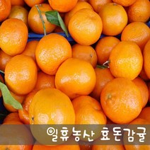 새콤달콤 고당도 효돈감귤 비가림 5kg - 당일선별발송, 5kg 큰귤(2L)