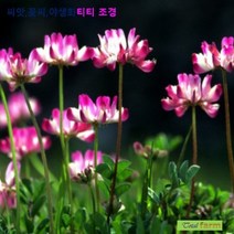 녹비씨앗 자운영 100립 / 토사방지용으로