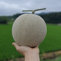 [특] 4kg 3kg(2통) 맛있는 멜론을 저렴하게, 메론 3kg 이상 2수