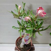 [성심] 사막의장미(석화)-색상선택X