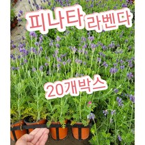 피나타 라벤다-20개박스/지중해 연안이 원산지로 상록 관목으로 자라는 다년초 허브