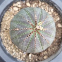 꽃다리 오베사 78 다육식물 선인장 아이만배송