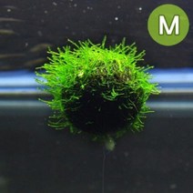 수초 벌룬 윌로모스(M) 떠오르는장식 어항 수족관 수중이끼.헬로아쿠아