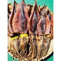 배오징어 건오징어 마른오징어 20미, 1.2kg