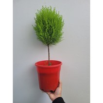 핫도그형 율마 외목대중대형 허브향기 50~65cm 195