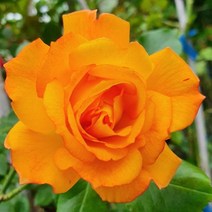 충주원예조경 / 유럽 / 사계덩쿨장미 / 사하라 / 개화주, 주