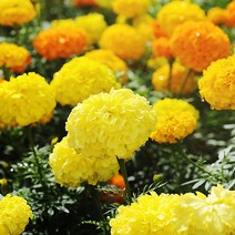 [모야모 꽃씨] 중간키큰키 메리골드 5종 선택구매, Lemon Yellow 20립