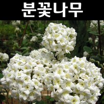 분꽃나무(유럽종) 스탠다드형(분) 1개/나무 묘목/꽃나무/조경용