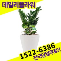 금전수 개업화분 축하화분 개업식 개업선물 식당 카페 개원 집들이 승진 취임 부임 영전 전국당일무료배송 실내관엽식물