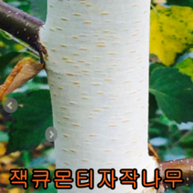 자작나무(잭큐몬티)실생2년어린묘 포트1그루