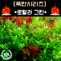 [수초폭탄] 녹색의 폭번수초 로탈라 그린(50촉) 초보수초 대량수초 수초레이아웃
