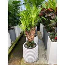 루아데코 퀵 배송 행운목 개업축하화분 축하화분 집들이화분 카페개업화분 병원개원화분