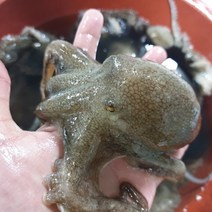 국내산 활 주꾸미 쭈꾸미 알배기 알베기 서해산 태안산, 활 인천 주꾸미 1kg x 1
