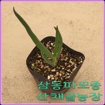 모종이야기 토종 대파 모종 / 삼동파(삼층파) 컵포트모종 / 1개당2000원, 10개
