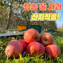 껍질째먹는 산지직송 청송 신자연농원 신선한 부사 당도 높은 가정용 혼합 실속 사과 5kg 10kg, 흠집 사과, 10kg 흠집 사과 23~40과 (중소혼합)