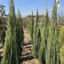 [해찬농원] 블루애로우 1.8m 분묘 상록수 조경수 측백나무