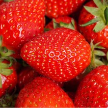 산지직송 GAP인증 킹스베리 딸기 고당도 왕딸기 프리미엄 1kg 특대, 2.킹스베리(12~16과)_1kg