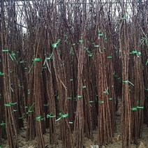 자엽안개나무 삽목 특묘 진분홍 꽃 묘목 로얄퍼플 스모크트리묘목, 1개