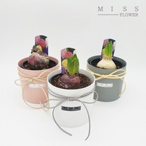 꽃집아가씨 히아신스 커버분 구근식물 5가지 색상 낱개판매, 히아신스 커버분(화이트), 식물색상(보라)