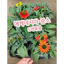 에케네시아-중소-5개묶음/에키네시아 꽃~ 노지월동 가능! 다년초!