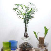 테이블야자 실내공기정화식물 수경재배 유리화병포함, 호리병