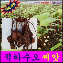 약용씨앗 적하수오 씨앗 50알(머리를 까맣게) -GR3, 상세페이지 참조, 상세페이지 참조, 상세페이지 참조