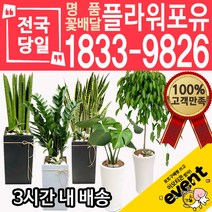 개업축하화분배달 금전수 돈나무 산세베리아 극락조 뱅갈고무나무 해피트리 행운목 녹보수 크로톤 스투키 개업식 개업선물 집들이 거실화분, (선택24)해피트리