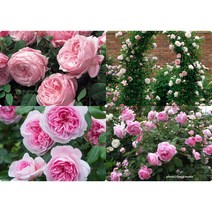 영국 장미 묘목/데이비드 오스틴 장미(David Austin Rose), 트랜퀼리티Tranquillity), 1개