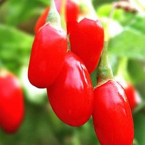 슈퍼왕구기자 나무 묘목 - 삽목3년 뿌리묘 5개