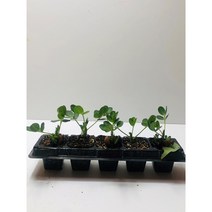 땅콩모종 5포기