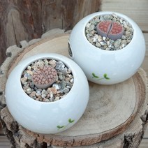 미니화분에 심어진 리톱스, 콜레오름