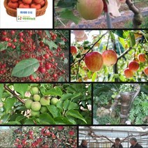 사과묘목 10주