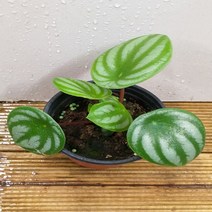 행복한꽃순이 수박페페(소)